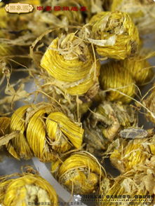 樂象國石斛楓斗 霍斛鐵皮 特級水草芽楓斗35克a7