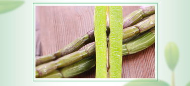 鐵皮楓斗沖劑 3g 28包家庭實(shí)惠裝鐵皮楓斗顆粒