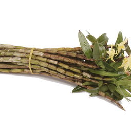 雁蕩山鐵皮石斛鮮條新鮮采摘仿野生四年鐵皮楓斗非云南霍山干條