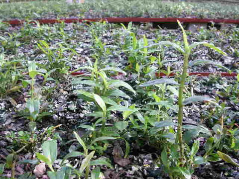 彩云蘭園 鐵皮石斛 鐵皮楓斗 的十大功效