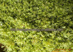 李志遠(yuǎn)飲品飲品加盟連鎖火爆招商中 全球加盟網(wǎng)jiameng.com