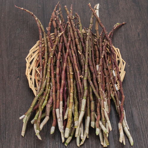 樂清雁蕩山現(xiàn)采現(xiàn)發(fā)鐵皮石斛楓斗鮮條養(yǎng)生鐵皮新鮮煲湯紅桿鮮條