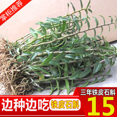 雁蕩山三年鐵皮石斛苗盆栽楓斗苗 好評(píng)好店