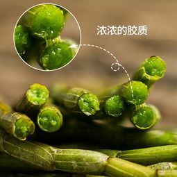 雁蕩山鐵皮石斛：新鮮采摘，仿野生四年鐵皮楓斗的優勢與特點