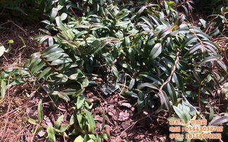 霍山鐵皮楓斗 珍貴滋補佳品及其批發零售指南