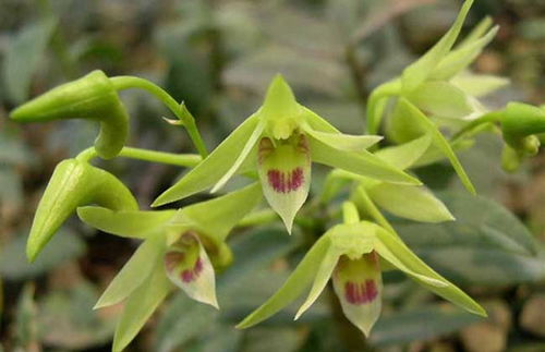 鐵皮石斛葉子發黃的原因與解決方法