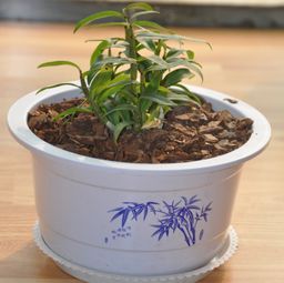 鐵皮楓斗 石斛中的珍貴品種