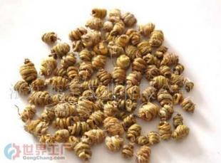 批發優質森山鐵皮楓斗原材料 免疫抗疲勞、滋陰補虛的天然養生佳品