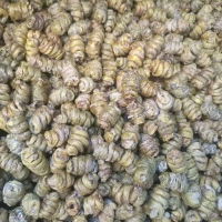 鐵皮楓斗 價格、品牌與選購指南